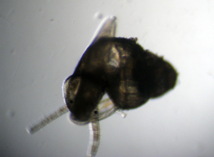 (Micro)mostri marini